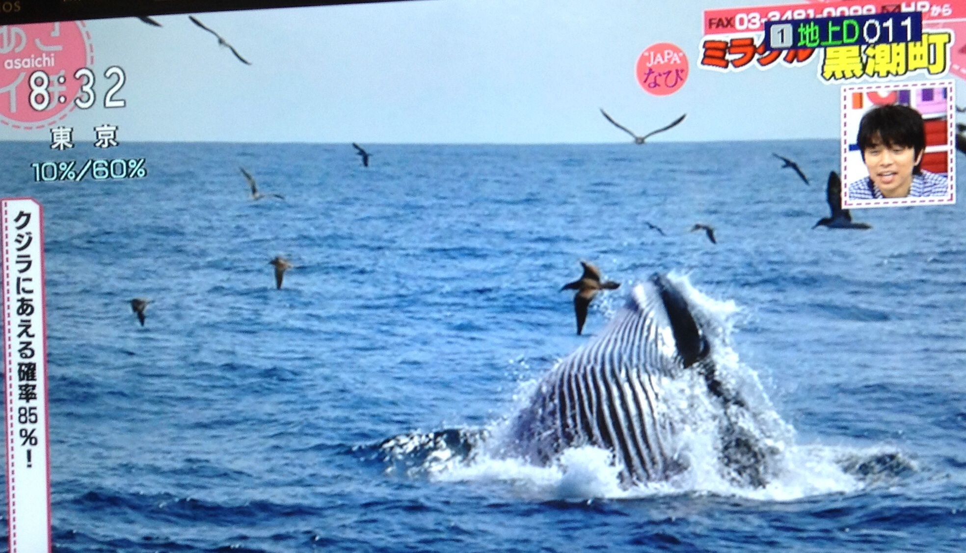 Spotlight on Kuroshiocho, Shikoku the Mecca of whale-watching