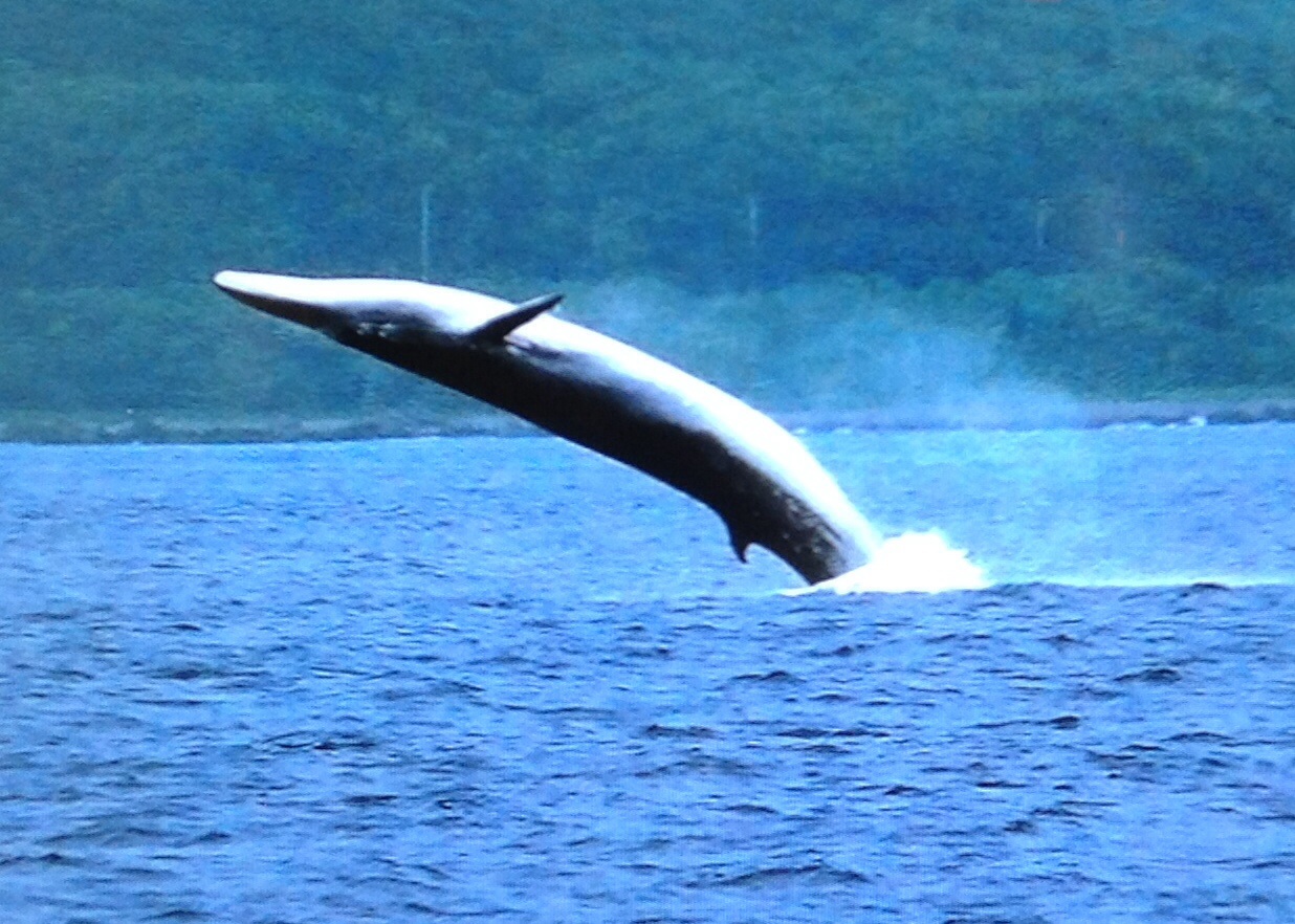 ogasawara sperm whales amateur albbum